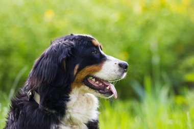 portre Bernese dağ köpeği açık havada, yeşil çimenlerin üzerinde görünüyor