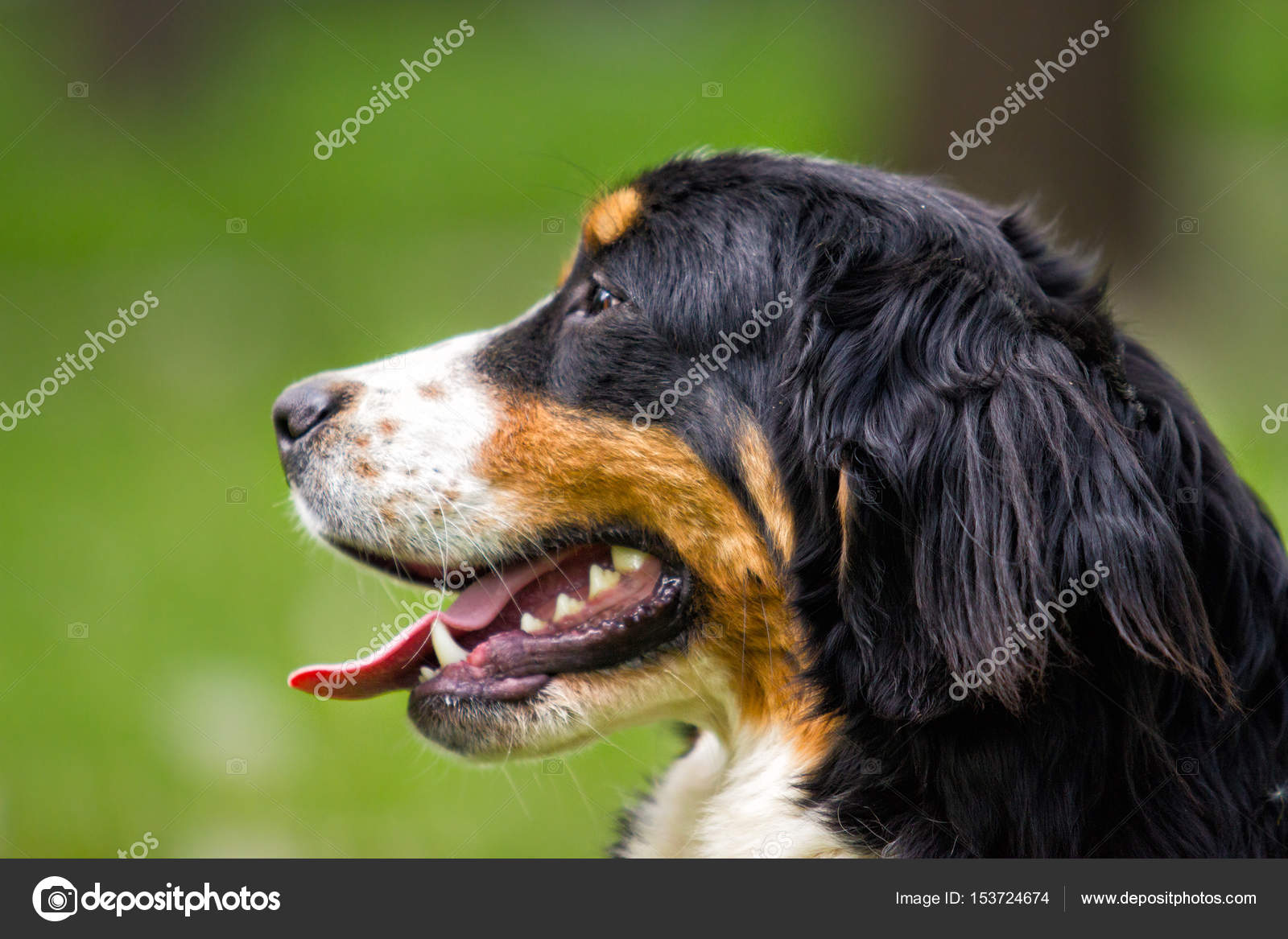 Portrait Of A Dog Outdoors Stock Photo Gurinaleksandr 153724674 Portrait Of A Dog Outdoors Stock Photo