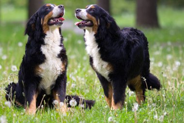 Bernese dağ köpeği, açık havada, yeşil çimenlerin üzerinde görünüyor
