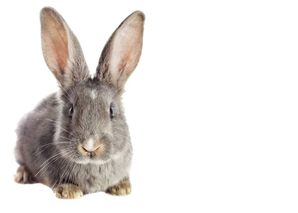 Divertente coniglio guardando — Foto Stock