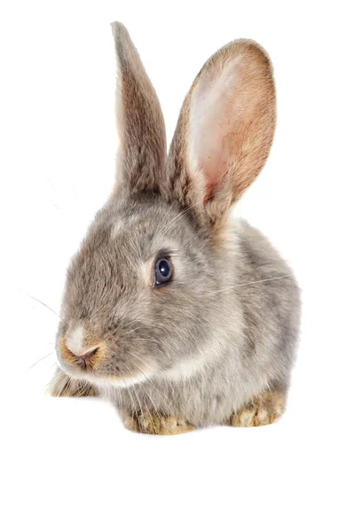 Funny rabbit watching — Stock Photo, Image