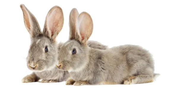 Funny rabbit watching — Stock Photo, Image