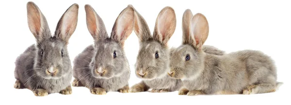 Funny rabbit watching — Stock Photo, Image