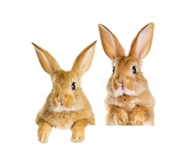 Komik Kızıl tavşan bakmak