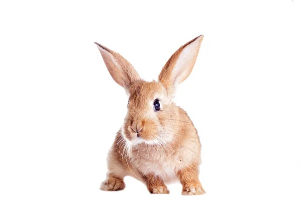 Funny redhead rabbit — Stock Photo, Image