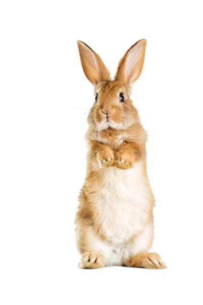 The funny rabbit is standing on its hind legs — Stock Photo, Image