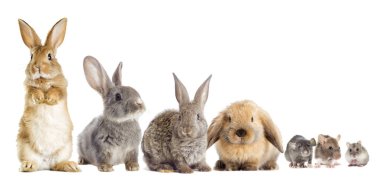 tavşan ve hamster görünüyor