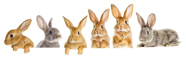 A set of rabbits peeking — Stock Photo, Image