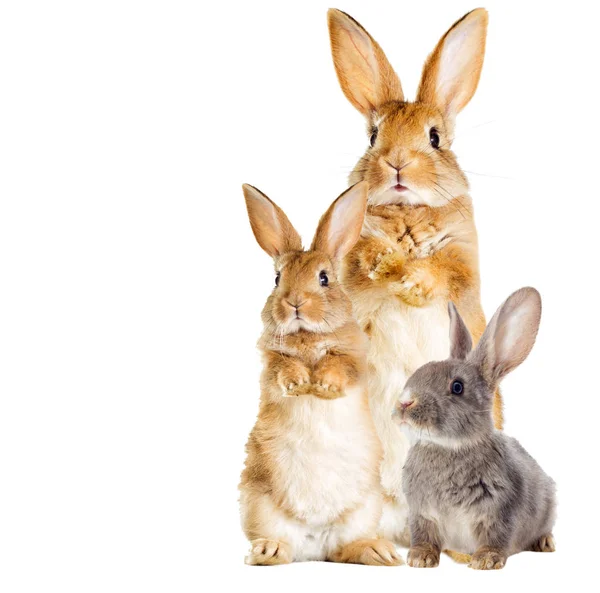 Kaninchen steht auf den Hinterbeinen — Stockfoto
