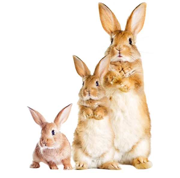 Rabbit is standing on its hind legs — Stock Photo, Image