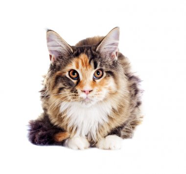 Kedi görünüyor, Maine Coon doğurmak