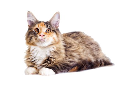 Kedi görünüyor, Maine Coon doğurmak
