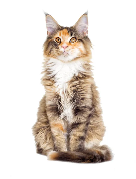 Mira gato, Maine Coon crianza — Foto de Stock