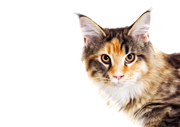 Cat looks, Maine Coon breed — Stock Photo, Image
