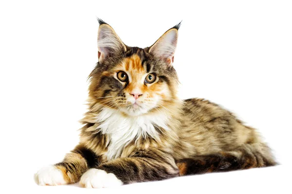 Katze sieht aus, Maine Coon Rasse — Stockfoto