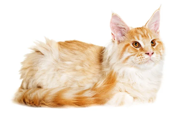 Cat looks, Maine Coon breed — Stock Photo, Image