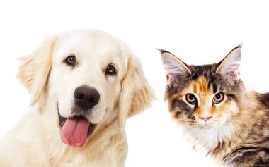 portre Golden retriever ve zencefil kedi arıyorum