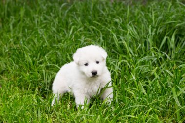 Çim beyaz çoban köpeklerine