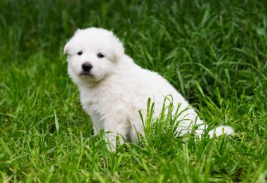 Çim beyaz çoban köpeklerine