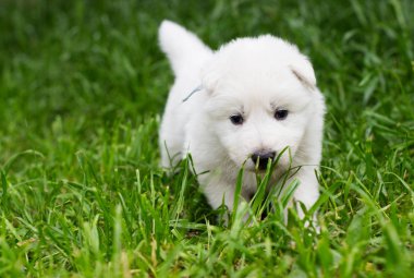 Çim beyaz çoban köpeklerine