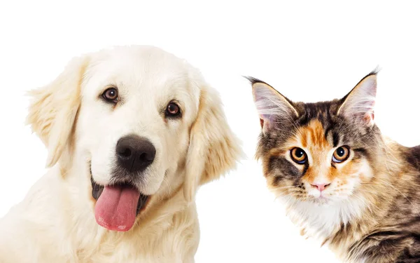 Retrato Golden retriever y jengibre gato buscando — Foto de Stock