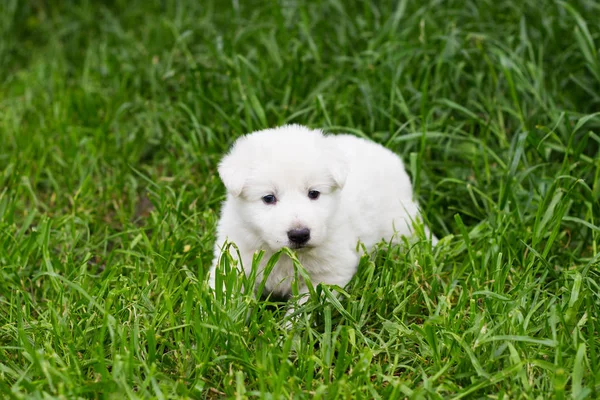 Белый щенок пастуха на траве — стоковое фото