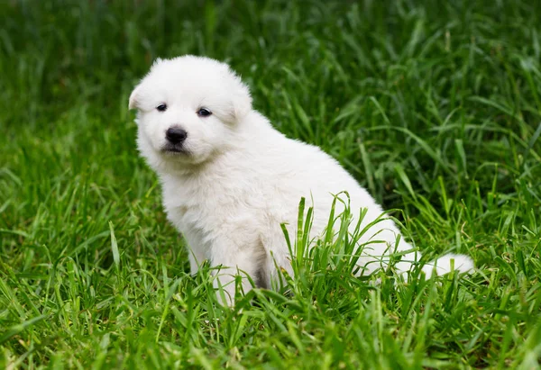Fehér Juhász kiskutya a fűben — Stock Fotó