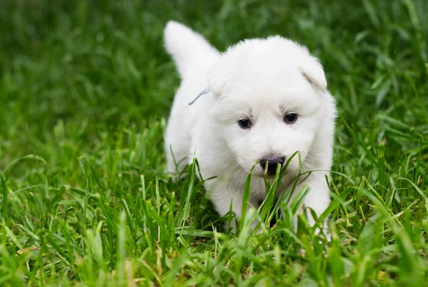 白色牧羊犬小狗在草地上 — 图库照片