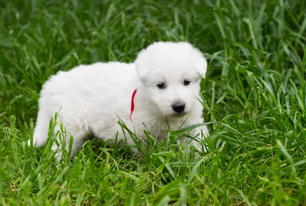 Vita herdepuppy på gräset — Stockfoto