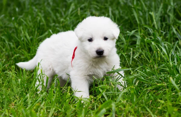 Pastore bianco cucciolo sull'erba — Foto Stock