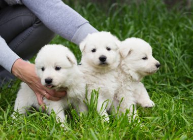 Çim beyaz çoban köpeklerine