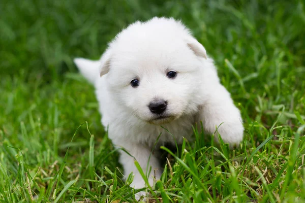 Biały Owczarek puppy na trawie — Zdjęcie stockowe