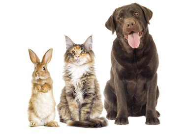 Evcil beyaz zemin üzerine grup