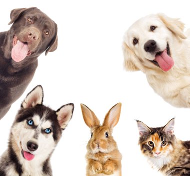 kedi ve köpek dikkat et