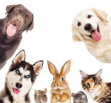 kedi ve köpek dikkat et