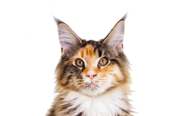 Портретная кошка — стоковое фото