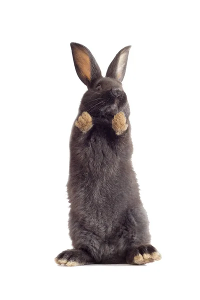 Zwarte konijn kijken — Stockfoto