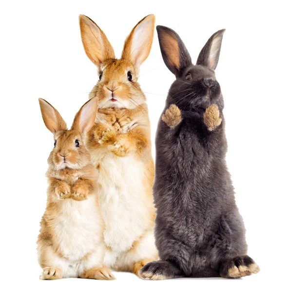 Rabbit is standing on its hind legs — Stock Photo, Image