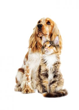 köpek ve kedi beyaz zemin üzerine