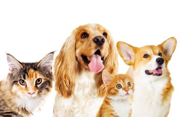 Köpek ve kedi beyaz bir arka plan üzerinde