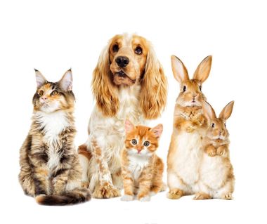 Köpek ve kedi beyaz bir arka plan üzerinde