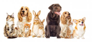 Köpek ve kedi beyaz bir arka plan üzerinde