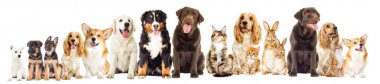 Köpek ve kedi beyaz bir arka plan üzerinde