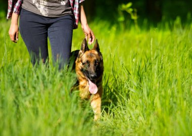 Alman çoban köpeği için çim gider