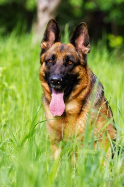 Otların arasında oturan Alman çoban köpek