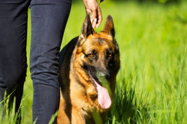 Alman çoban köpeği için çim gider