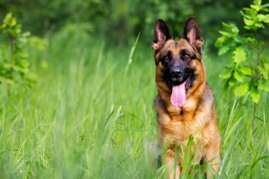 Otların arasında oturan Alman çoban köpek