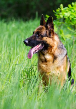 Otların arasında oturan Alman çoban köpek