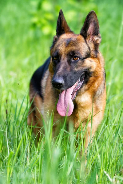 Owczarek niemiecki pies idzie na trawie — Zdjęcie stockowe