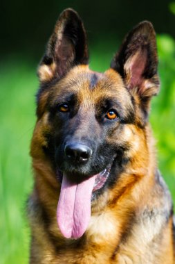 Portre Alman çoban köpek çim
